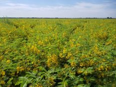 Partridge Pea - VNS